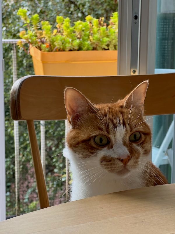 Cat in Brussels