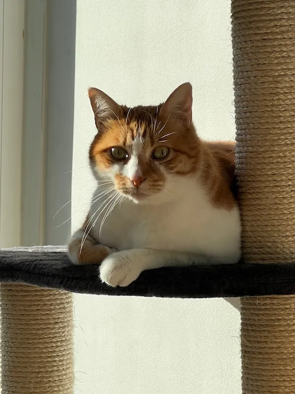Romanek, a pet we cared for