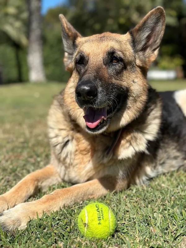 Sally, a pet we cared for