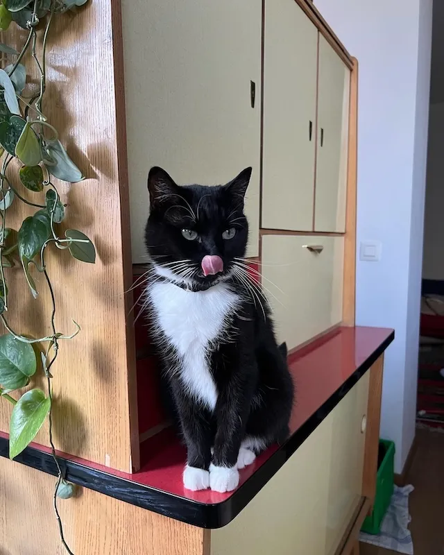 James, a pet we cared for