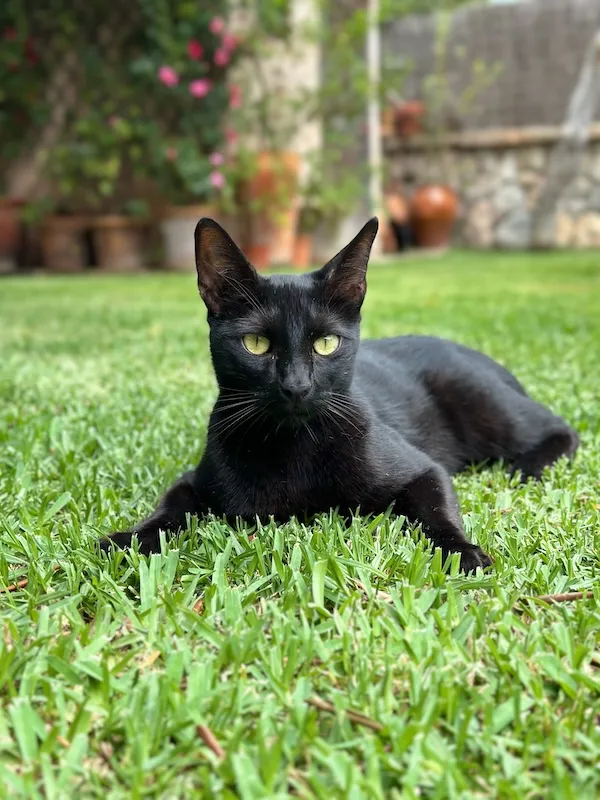 Trouble, a pet we cared for