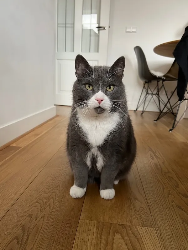 Manu, a pet we cared for