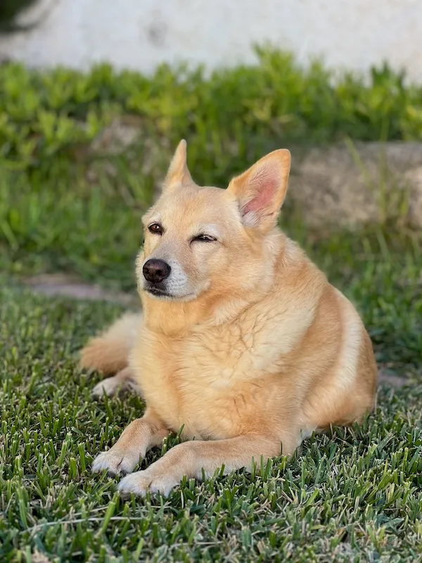 Sadie, a pet we cared for