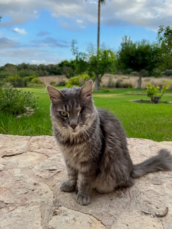 Madame, a pet we cared for