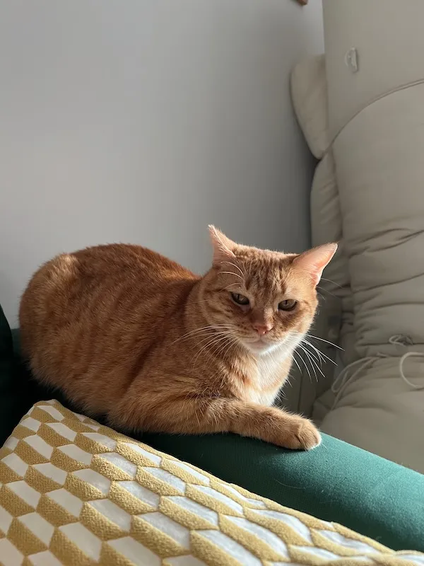 Boniato, a pet we cared for
