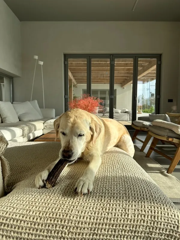 Daisy, a pet we cared for