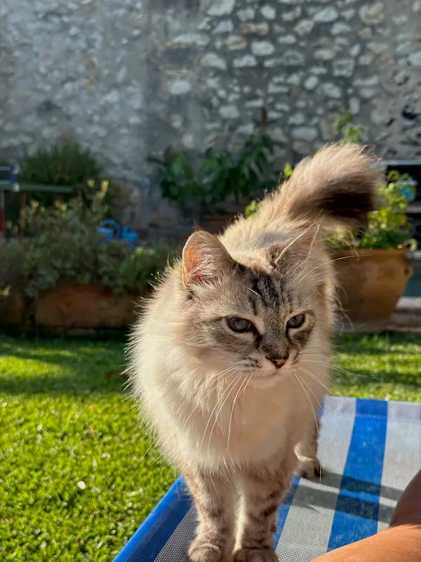 Ari, a pet we cared for