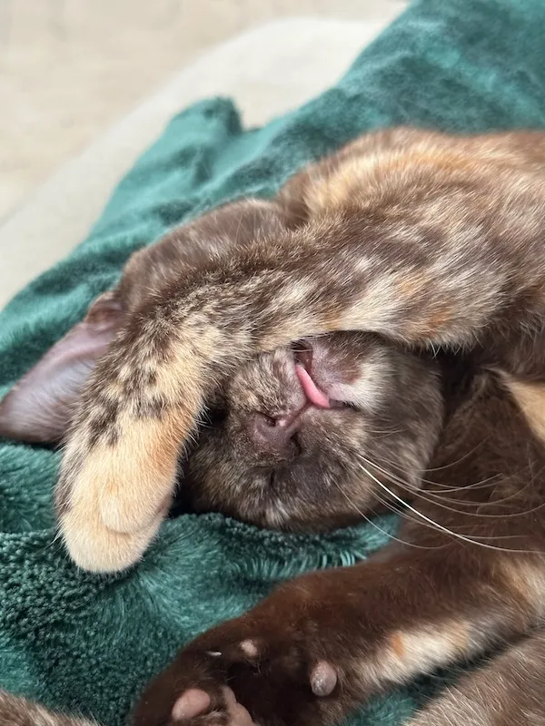 Phoebe , a pet we cared for