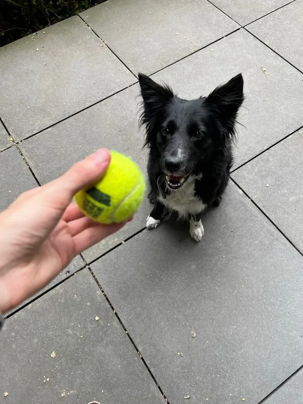 Nina, a pet we cared for
