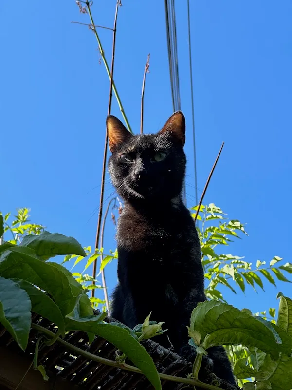 Mia, a pet we cared for