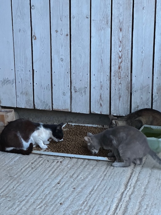 Feeding street cats